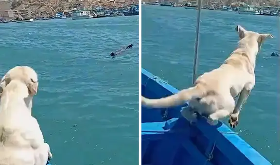 Perrito tuvo inesperada reacción al ver a un lobo marino acercándose en el mar: "Al dueño se le bajó la glucosa"