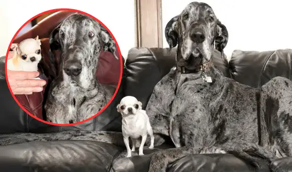 Así fue el asombroso encuentro entre el perro más alto del mundo y el más pequeño en un evento único en Idaho