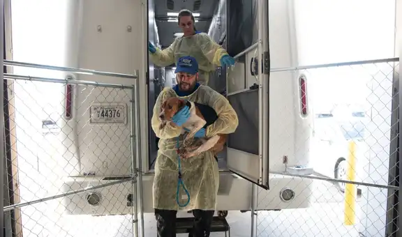 NIH cierra su último laboratorio de experimentación con beagles en Maryland tras más de 40 años de pruebas y denuncias de maltrato