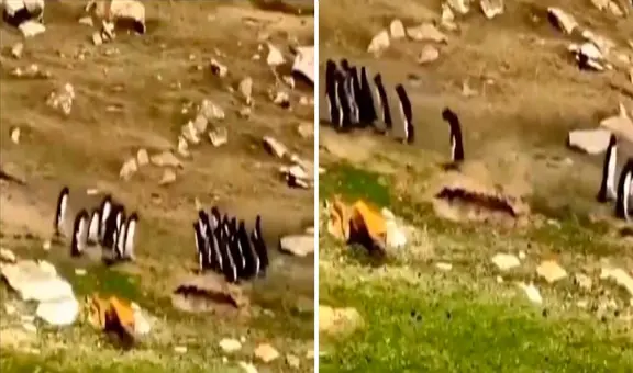 Grupo de pingüinos se encuentran en camino: uno se confunde de bando y su 'amigo' lo trae de vuelta