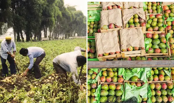 Estas dos frutas peruanas impulsan el crecimiento del sector agropecuario: su producción aumentó por encima del 100%