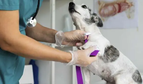 Campaña veterinaria gratuita para mascotas durante mayo 2025: conoce las especialidades y en qué distritos de Lima