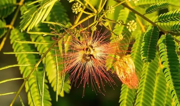 Investigadores brasileños revelan planta psicodélica que podría combatir la depresión: "No es para todos"