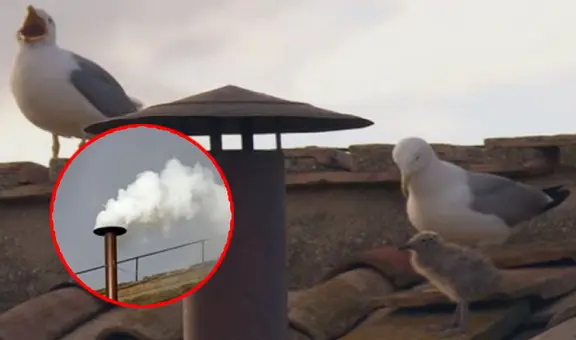 Gaviotas con su polluelo se roban la atención en el Vaticano durante el histórico humo blanco papal