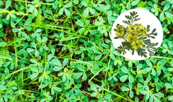 Descubre el significado espiritual de la floración de la ruda en tu jardín según el feng shui