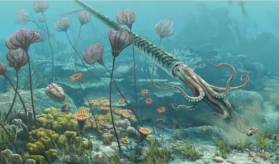 Paleontólogos peruanos descubren que un animal marino vivió en lo que ahora es Cusco hace 470 millones de años