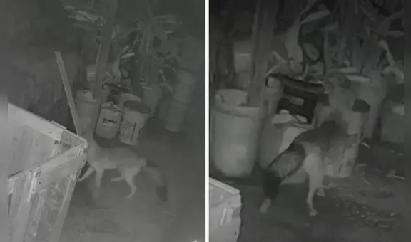 Zorro causa alarma en Ate tras ataque a animales de corral y vecinos lo apodan 'Run Run 2': "Pensamos que era un perro"