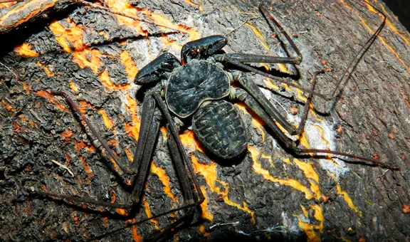 Científicos ingresaron una cueva sellada durante 5 millones de años y descubrieron especies extrañas