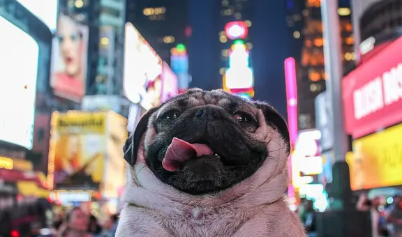 Nueva ley en Nueva York sancionaría a abusadores de animales que vuelvan a tener mascotas: existen 30 nombres en lista negra