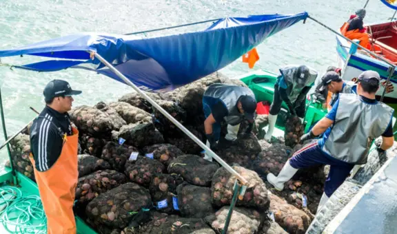 Produce otorga más de S/25 millones en créditos a maricultores de Sechura para impulsar el cultivo de conchas de abanico