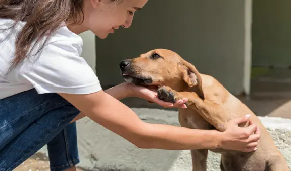 Huéspedes de corazón: La jornada de adopción familiar que busca dar un nuevo hogar a decenas de caninos este fin de semana