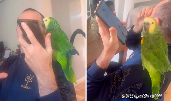Hombre recibe una molesta llamada SPAM y hace que su lorito conteste: "Qué buen secretario"