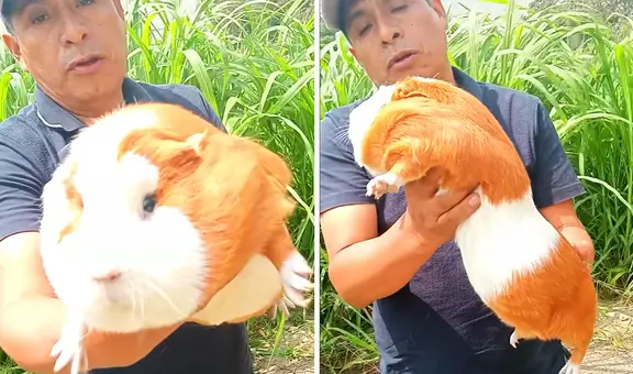 Ganadero peruano muestra ‘gigantesco’ cuy que pesa casi 3 kilos y usuarios bromean: “¿Viene con cuenta BCP?”