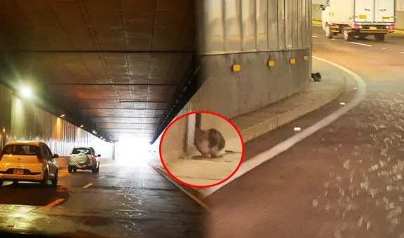 Gatito lleva más de un mes atrapado en túnel de Benavides en Surco: vecinos claman por rescate urgente