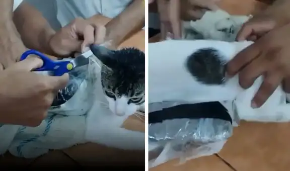 Gato es descubierto cuando intentaba ingresar al penal con droga oculta en su cuerpo
