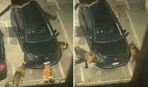 Cámara capta a jauría de perros destrozando auto estacionado: "¿Cómo se lo explicas al seguro?"