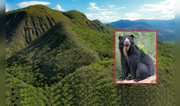 Crean nueva área de conservación en Cajamarca: es hábitat de especies amenazadas, como osos de anteojos, pumas y tigrillos