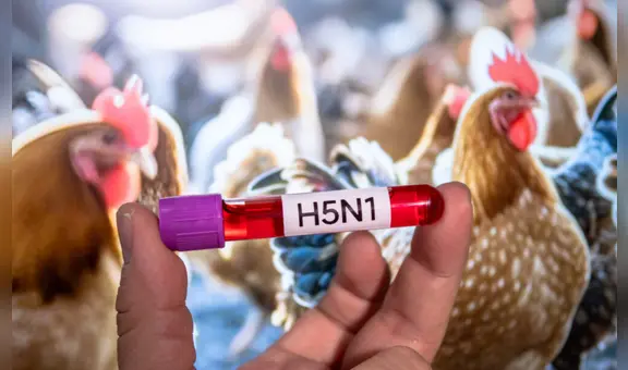 Confirman brote de gripe aviar en Brasil y México frena importación de productos avícolas