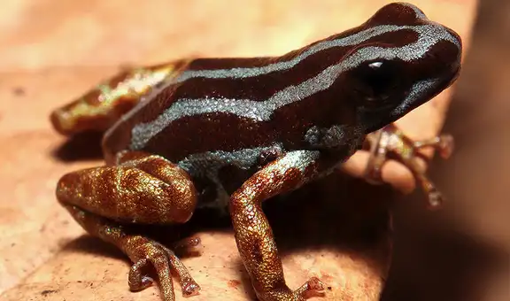 Biólogos descubren una nueva especie de rana venenosa con patas doradas oculta en la Amazonía