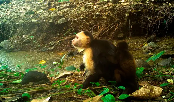 Científicos observan a unos monos que han comenzado a secuestrar a las crías de otras especies para llevarlas como adornos
