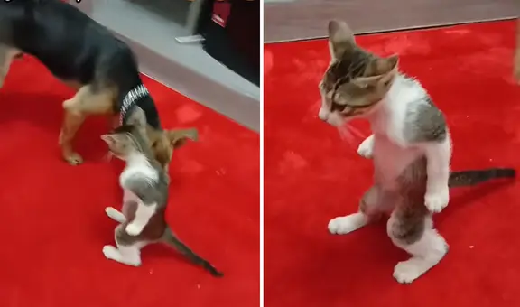 Gatito quedó ‘petrificado’ al acercarse un perro y video desata divertidas reacciones: "No me podía mover"
