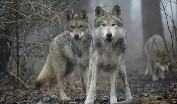 Cuidado, residentes en California: estos son los condados que se declaran en emergencia por ataques de lobos grises