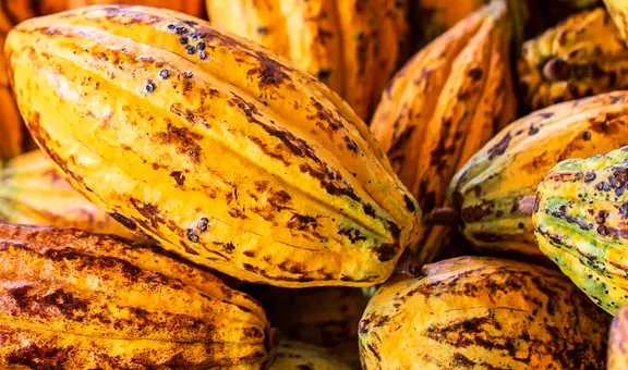 Países de América Latina fueron excluidos del bloqueo de exportaciones de cacao y seguirá sin trabas en Europa
