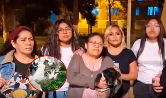 Vecinos denuncian envenenamiento masivo de gatitos en San Luis: al menos siete animalitos han muerto