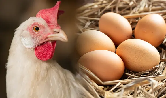 Los científicos por fin tienen la respuesta a la eterna pregunta: “¿Qué fue primero, el huevo o la gallina?"