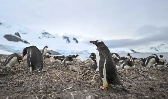La Antártida tiene un salvador: el guano de los pingüinos salvarían al continente conservándolo fresco