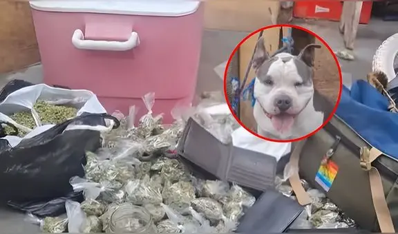 Ocultaban kilos de droga y armas de fuego en la casa de su pitbull: PNP desarticula clan familiar en Santa Anita