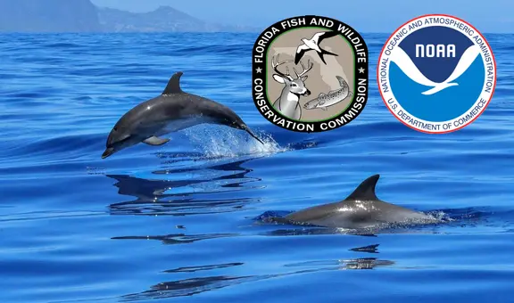 Pescador de Florida es condenado a prisión y una multa de US$51.000 por disparar y envenenar delfines en el Golfo de México