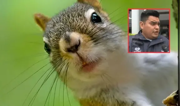 Por alimentar ardillas, termina con deuda que supera los S/2.000: el peculiar caso de una vecina en Surquillo