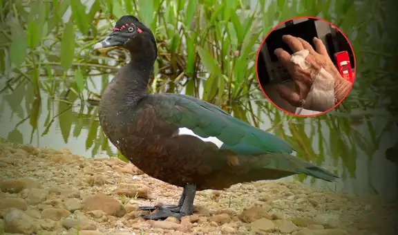Pato agresivo en Florida hiere a un hombre y causa miedo en vecindario de Cape Coral: vecino se recupera en el hospital