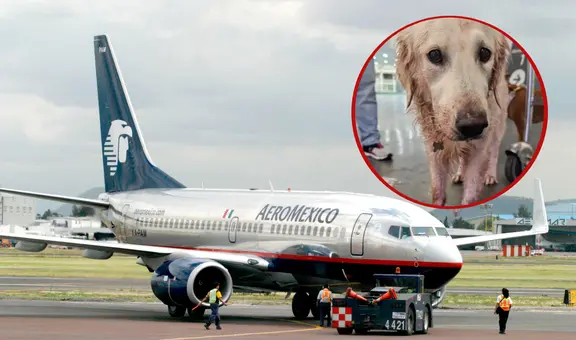 Denuncian a Aeroméxico por presunto maltrato animal a perrita Maple en vuelo a CDMX: aerolínea responde
