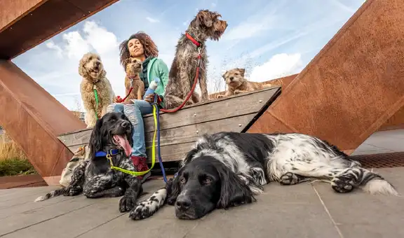 Día mundial del perro sin raza: Tenencia responsable y salud preventiva, claves para evitar el abandono de mascotas