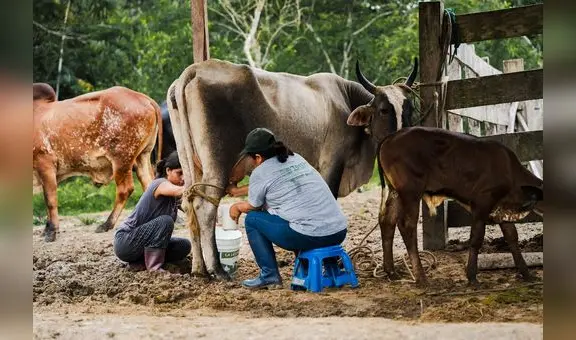 Cambio climático en la Amazonía: comunidades locales adoptan prácticas resilientes en Madre de Dios y San Martín