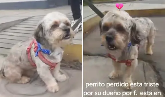 Perrito perdido 'llora' desconsolado en busca de sus dueños y conmueve en redes: "Está muy triste"