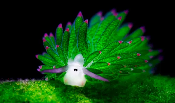 Un animal marino también es capaz de realizar la 'fotosíntesis' como las plantas para poder sobrevivir