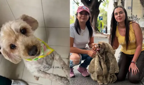 Soñador, el perro que conmovió a México y fue salvado por una asociación de rescate tras sobrevivir 10 años abandonado