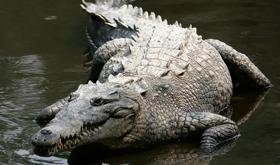 Mujer embarazada de 8 meses muere devorada por un cocodrilo que irrumpió en su casa durante inundaciones en Indonesia