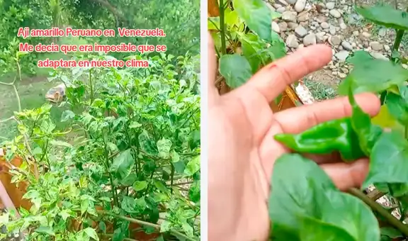 Extranjera cultiva ají amarillo peruano en su casa de Venezuela y obtiene su primera cosecha: “Me dijeron que era imposible”