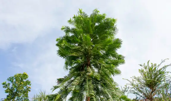 El árbol que ha sobrevivido 200 millones de años desde el periodo Jurásico y ahora es el más protegido del mundo