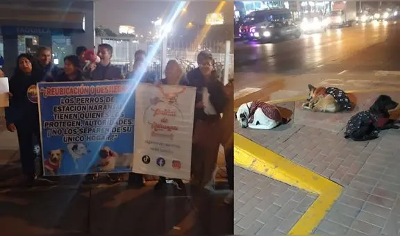 Patitas de Naranjal se reúne con ATU para exigir más tiempo antes de retiro de perros callejeros en estación del Metropolitano