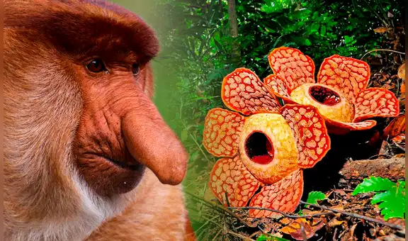 Esta isla le pertenece a 3 países distintos, alberga a la flor más grande del mundo y es la tercera con mayor extensión en la Tierra
