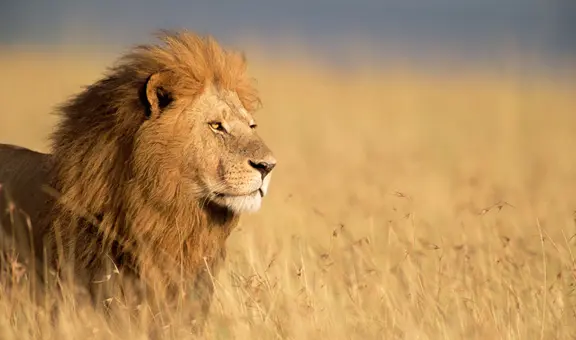 León mata a turista que salió de su carpa para ir al baño en un safari de lujo en Namibia: animal fue sacrificado