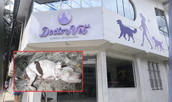 Perrito frustra robo en una vivienda, pero termina atacado con machete por delincuente en Iquitos