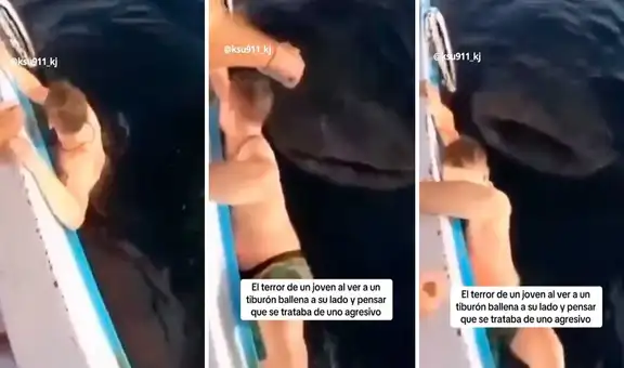 Hombre cae al mar y se asusta al ver un gigantesco tiburón ballena: no sabía que son inofensivos
