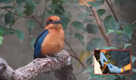 La ciencia celebra el regreso de una especie de ave que se creía extinta: volvió a reproducirse después de 40 años