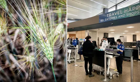 Científicos chinos en la mira de Estados Unidos: los acusan de traficar hongo letal usado como arma de agroterrorismo